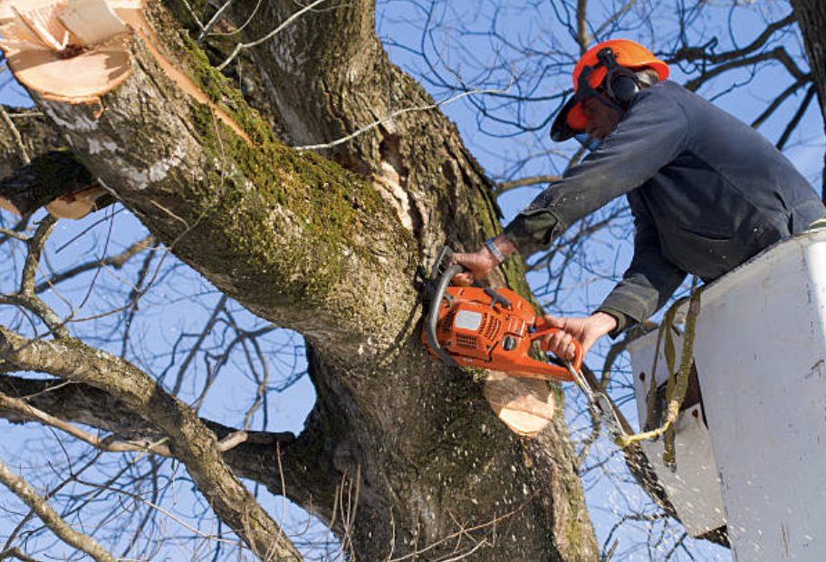 tree pruning in Terry