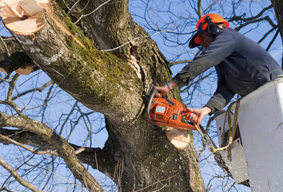 tree pruning in Corvallis